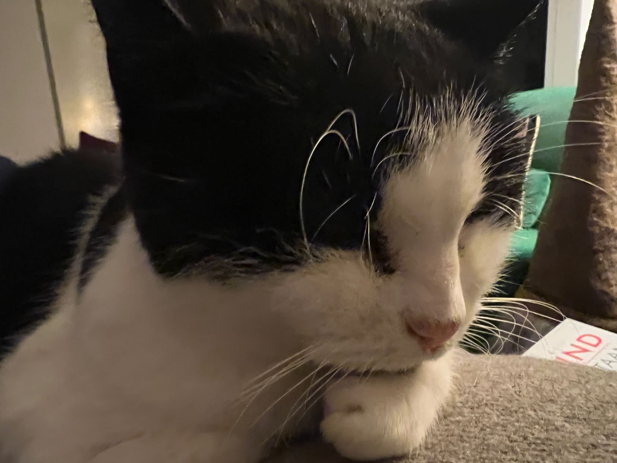 Poes - gezicht van zij