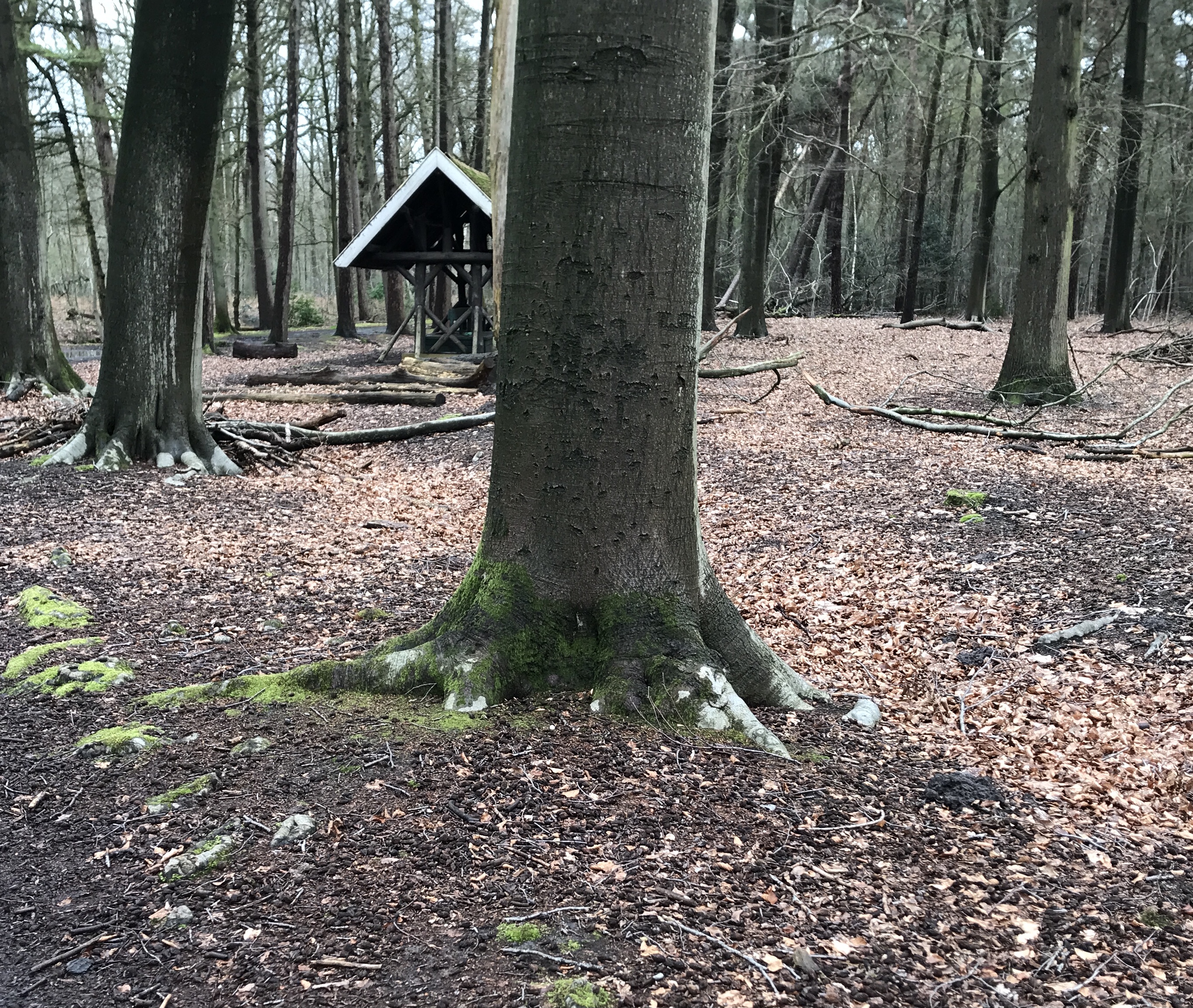 Hoe sta jij? En een&nbsp;boom?