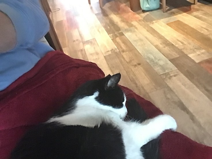 poes-met-arm-omgeslagen